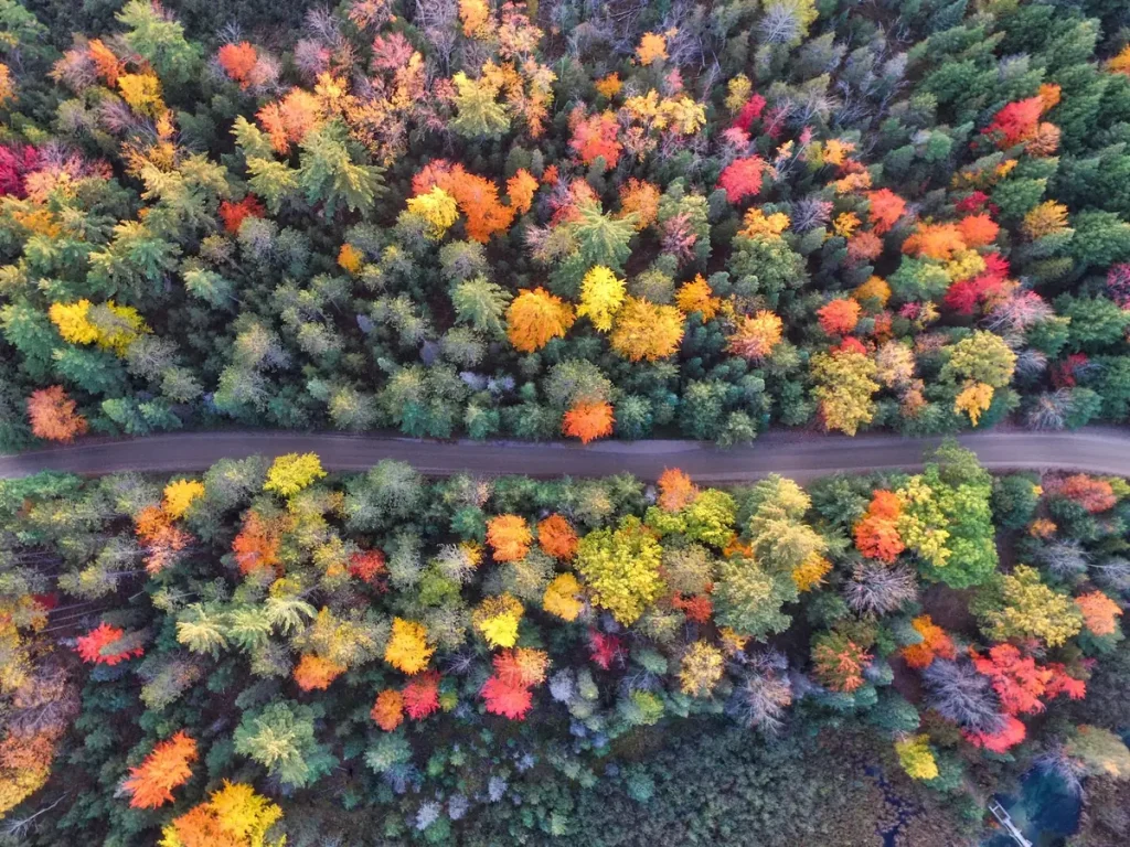 Aerial view of a road cutting cleanly through dense autumn forest